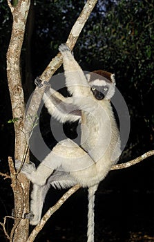 VERREAUX`S SIFAKA propithecus verreauxi, ADULT HANGING IN TREE, BERENTY RESERVE IN MADAGASCAR