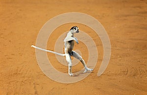 Verreaux`s Sifaka, propithecus verreauxi, Adult hopping across open ground, Berenty Reserve, Madagascar