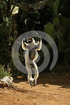 Verreaux`s Sifaka, propithecus verreauxi, Adult hopping across open ground, Berenty Reserve, Madagascar