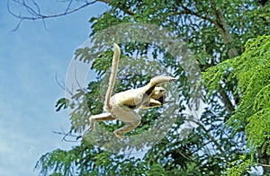Verreaux`s Sifaka, propithecus verreauxi, Adult Jumping, Madagascar