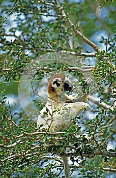 Verreaux`s Sifaka, propithecus verreauxi, Adult standing in Tree, Madagascar