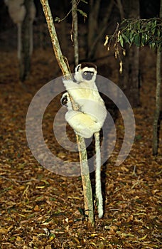 VERREAUX`S SIFAKA propithecus verreauxi, BERENTY RESERVE, MADAGASCAR photo