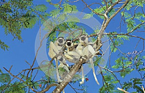 Verreaux`s Sifaka, propithecus verreauxi, Group standing in Tree, Berent Reserve in Madagascar
