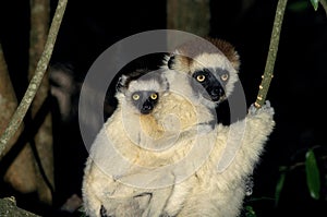 VERREAUX`S SIFAKA propithecus verreauxi, MOTHER WITH BABY ON ITS BACK, BERENTY RESERVE, MADAGASCAR