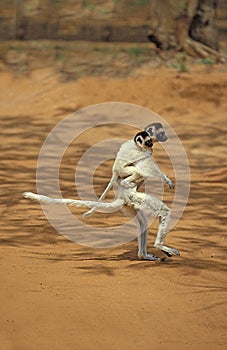 Verreaux`s Sifaka, propithecus verreauxi, Mother carrying Yound on its back, Hopping across open Ground, Berent Reserve in