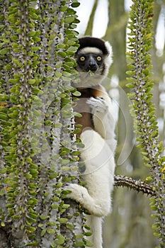 Verreaux`s sifaka in spiny forest, Madagascar