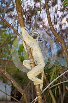 Verreaux\'s white sifaka with dark head Madagascar island fauna