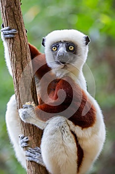 Verreaux sifaka close up, Propithecus verreauxi, Andasibe National Park, Madagascar