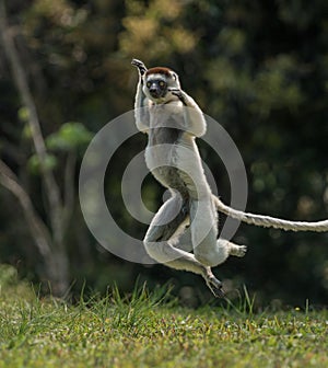 Verreaux Sifaka hopping bipedally in a forward and sideways movement in Madagascar