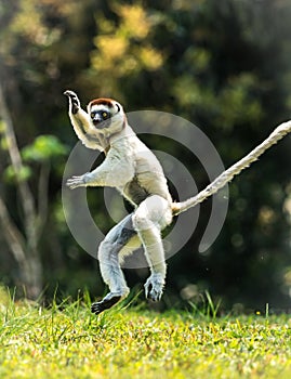 Verreaux Sifaka hopping bipedally in a forward and sideways movement in Madagascar