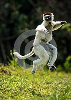 A Verreaux Sifaka hopping bipedally in a forward and sideways movement in Madagascar