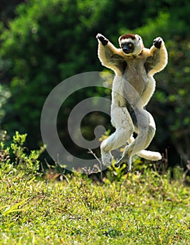 Verreaux Sifaka hopping bipedally in a forward and sideways movement in Madagascar photo