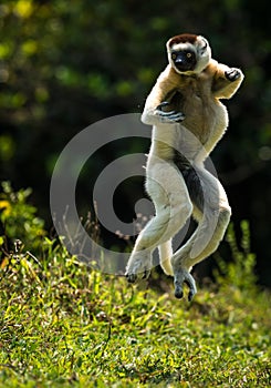 Verreaux Sifaka hopping bipedally in a forward and sideways movement in Madagascar