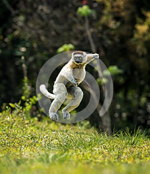 Verreaux Sifaka hopping forward and sideways in Madagascar