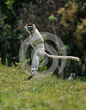 Verreaux Sifaka hopping forward and sideways in Madagascar