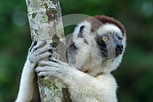 Verreaux Sifaka lemur in Madagascar