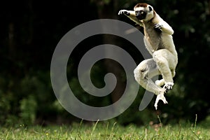 Verreaux Sifaka Lemur in Madagascar