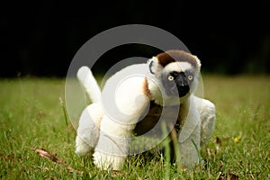 Verreaux Sifaka Lemur in Madagascar