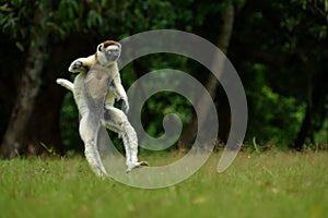 Verreaux Sifaka hopping bipedally in a forward and sideways movement in Madagascar