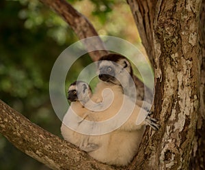 Verreaux Sifika , mother and child lemur , Madagascar.