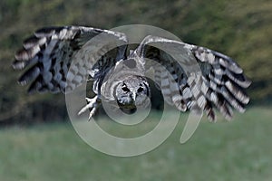 Verreauxs eagle-owl Bubo lacteus