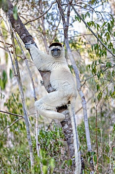Verreauxs Sifaka, Propithecus verreauxi, Kirindy Forest, Madagascar wildlife animal