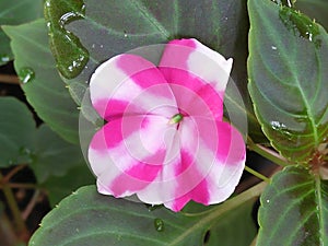 Verry Beautiful flowers in sri lanka