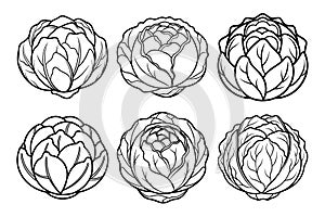 Cabbage Line Art Illustration Set