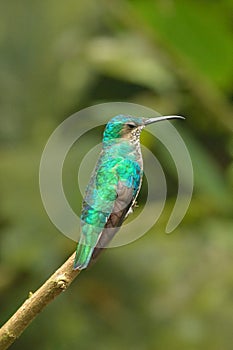 Versicolored Emerald hummingbird photo