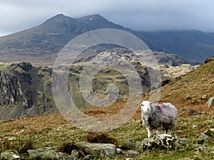 A Herdwick sheep guarding the Scafell Range, Cumbria photo