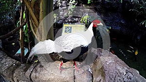 Version 3 - Beautiful White and Red Bird at Bird Kindgom Aviary in Niagara Falls, Canada.