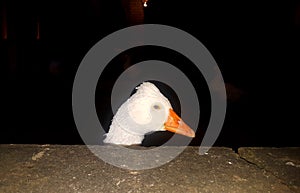 A versute goose is revealling himself from the waters of the pond