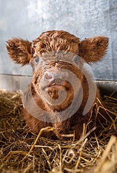 Vertcal shot of a Scottish Highland cow baby calf lying on the grass in the farmland