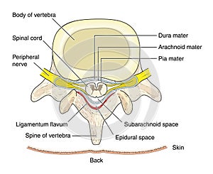 Vertebra