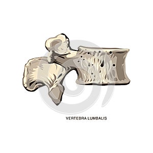 Vertebra isolated flat bones illustration