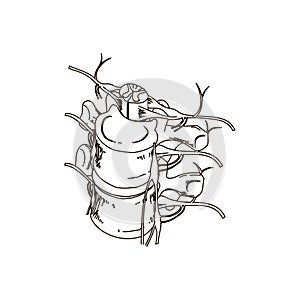 Vertebra isolated flat vector bones illustration