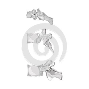 Vertebra isolated flat vector bones illustration