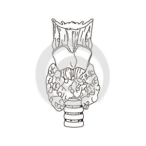 Vertebra isolated flat vector bones illustration