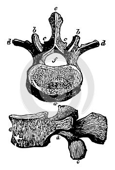 Vertebra of the Loins, vintage illustration