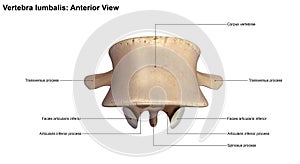 Vertebra lumbalis_Anterior view