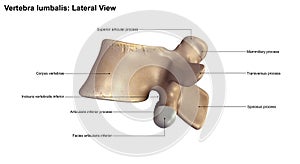 Vertebra lumbalis_Lateral view