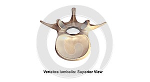 Vertebra lumbalis Superior view