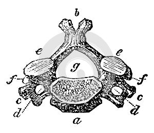 Vertebra of the Neck, vintage illustration