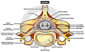 Vertebra parts and structure anatomy infographic diagram medical science education photo