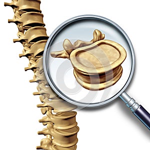 Vertebra Vertebral Column