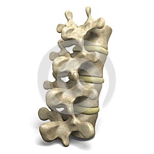 Columna vertebral 