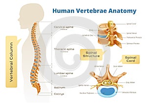 Vertebrae Anatomy Human Infographics