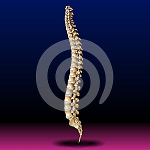 Back Bone - Vertebrae - Spine - Tailbone - Medical - Health - Graphic - Pharma photo