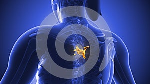 The human spine or backbone photo