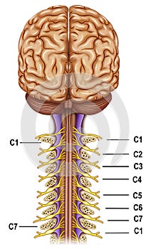 Vertebrae and nerves cervical plexus photo